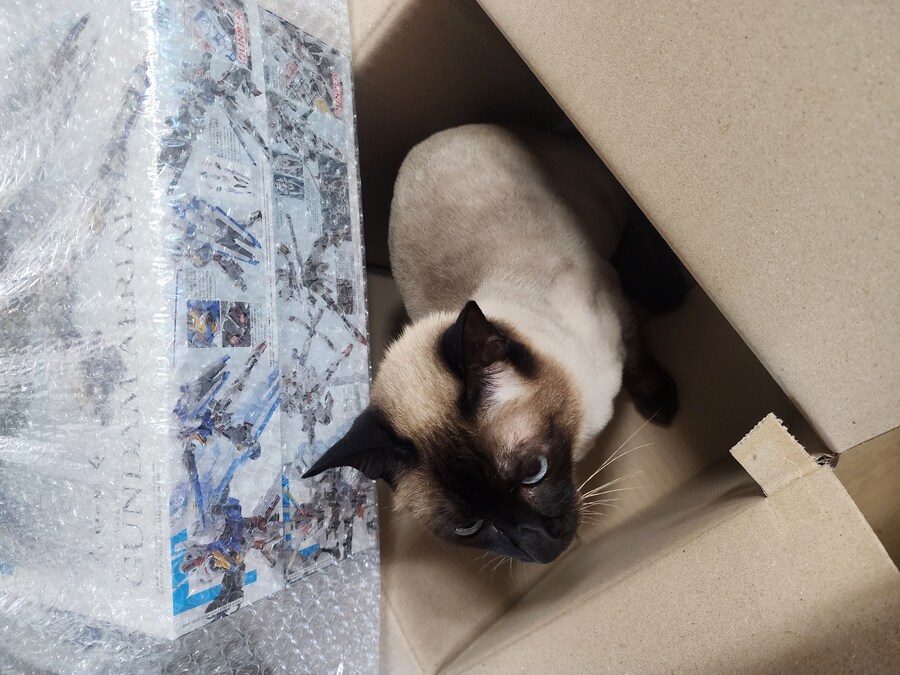 우리집 주인님 고양이별로 돌아 갔다._12.jpg