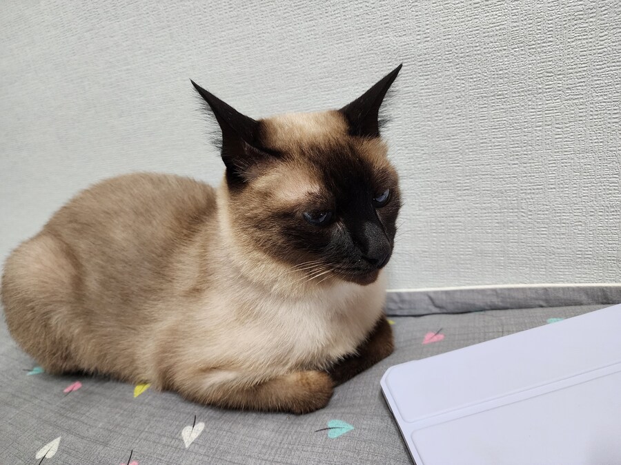 우리집 주인님 고양이별로 돌아 갔다._14.jpg