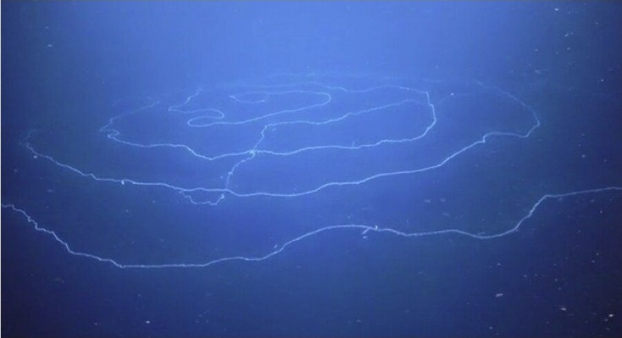 실제로 존재한다는 것이 신비한 세상의 생물들.jpg_1.jpg