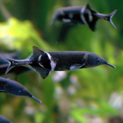 실제로 존재한다는 것이 신비한 세상의 생물들.jpg_8.jpg