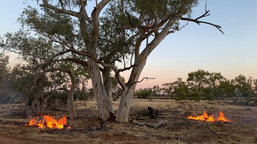 실제로 존재한다는 것이 신비한 세상의 생물들.jpg_14.jpg