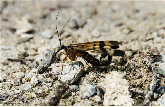 실제로 존재한다는 것이 신비한 세상의 생물들.jpg_22.jpg