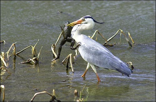 우리나라에서 어느순간 생태계 교란종 뉴스가 시들해진이유_2.jpg
