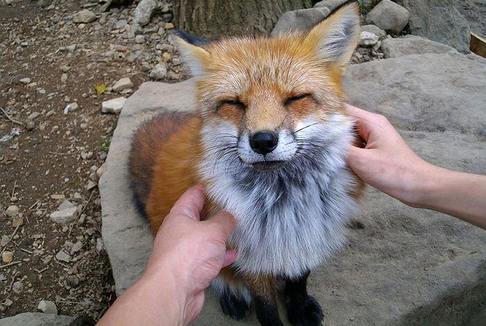 여우짓 이라는 말이 생긴이유_1.jpg