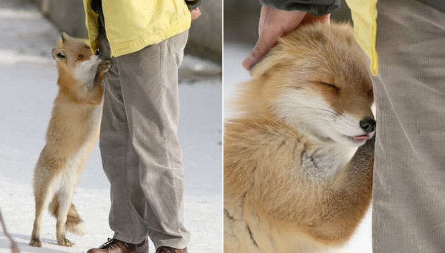 여우짓 이라는 말이 생긴이유_2.jpg