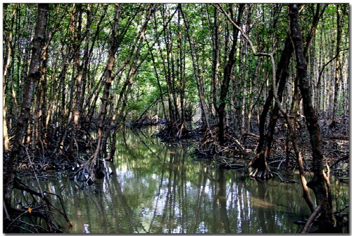 몽골제국의 최대장점이던 기병이 베트남원정당시 무력화됬던 이유_2.jpg