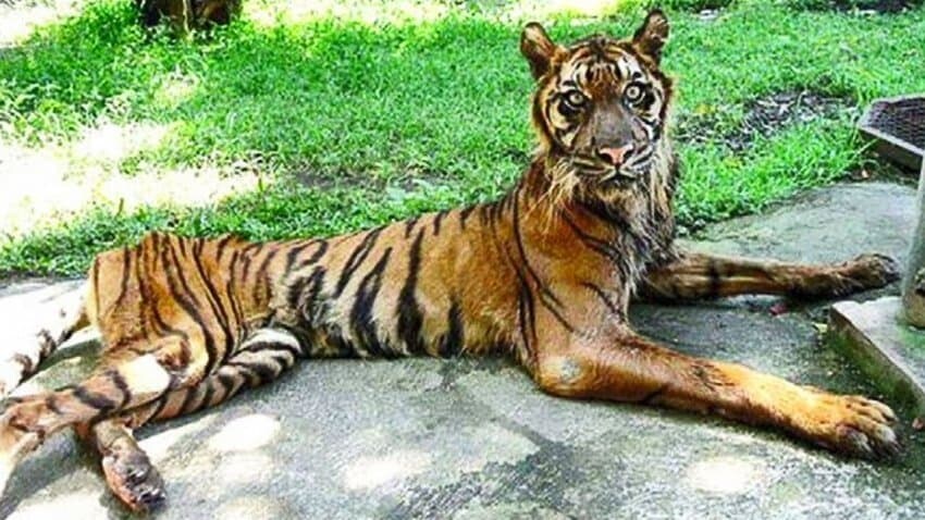 전통화에 그려진 호랑이의 인상이 더러운 이유_3.jpg