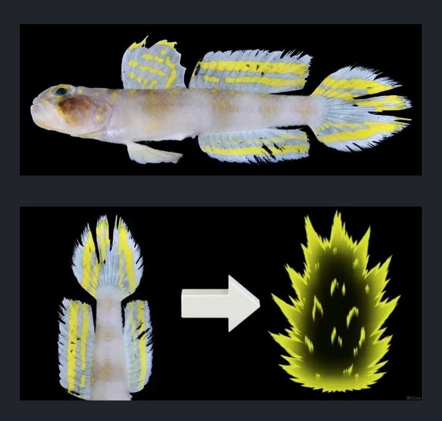일본에서 발견된 신종 물고기 '슈퍼 사이어인'_2.jpg