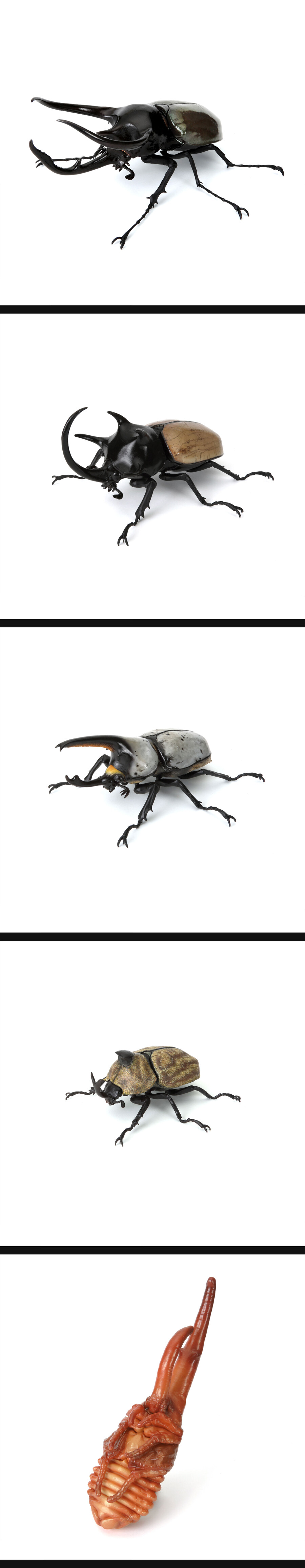 [반남코몰] 생물대도감 장수풍뎅이 10 디스플레이 스탠드 세트_2.jpg