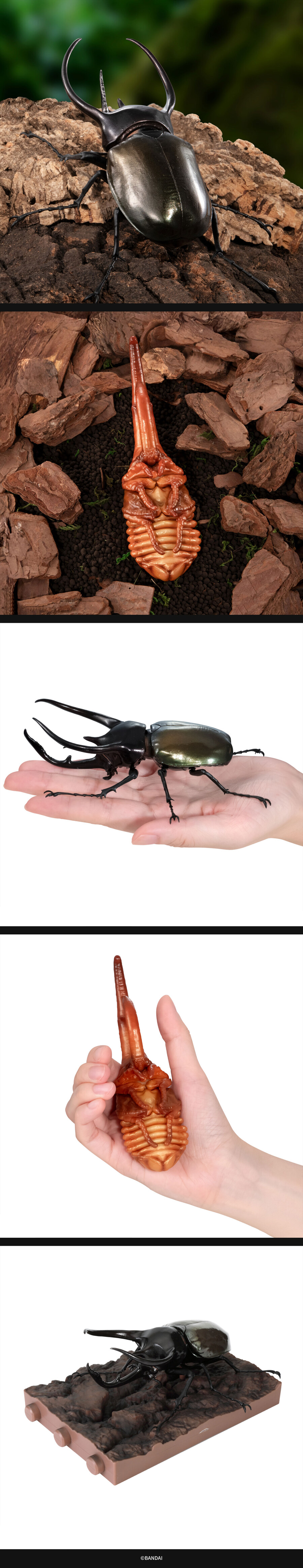 [반남코몰] 생물대도감 장수풍뎅이 10 디스플레이 스탠드 세트_3.jpg