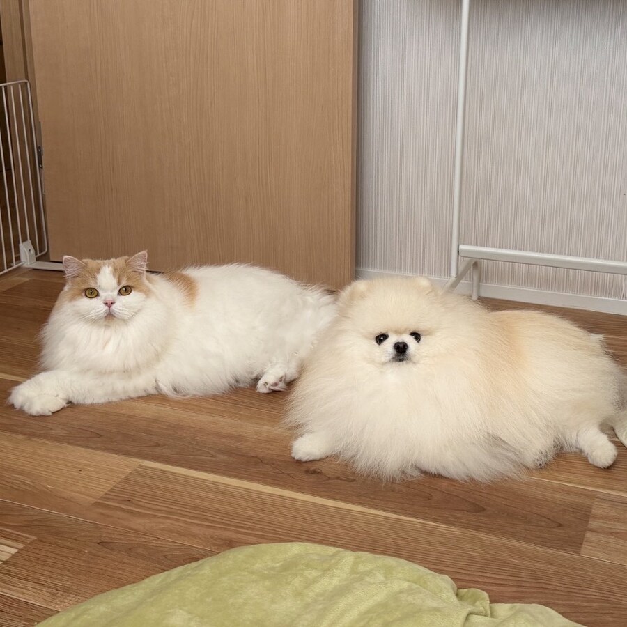 고양이집에 입양된 작은 포메는.jpg_3.jpg