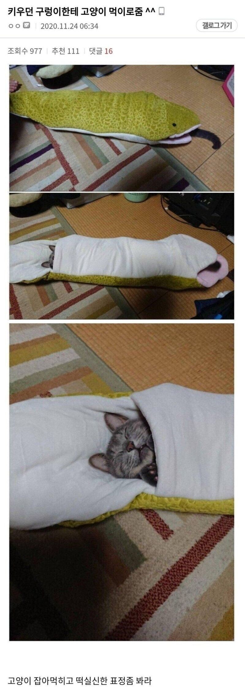 키우던 구렁이한테 고양이 먹이로줌_1.jpg