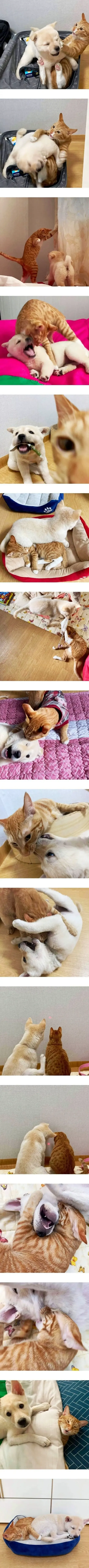 고양이 키우는 집에 입양된 멍멍이_1.webp