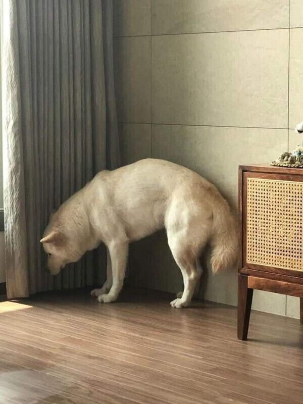 다리 털 제모하는 주인 보고 겁먹은 댕댕이_2.jpg