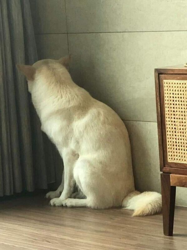 다리 털 제모하는 주인 보고 겁먹은 댕댕이_4.jpg