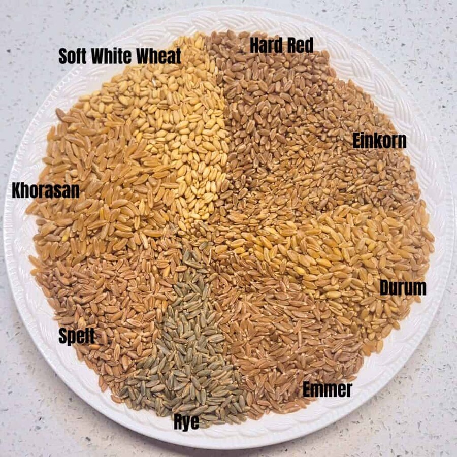 라면에 사용되는 밀의 종류가 일정할까_1.jpg