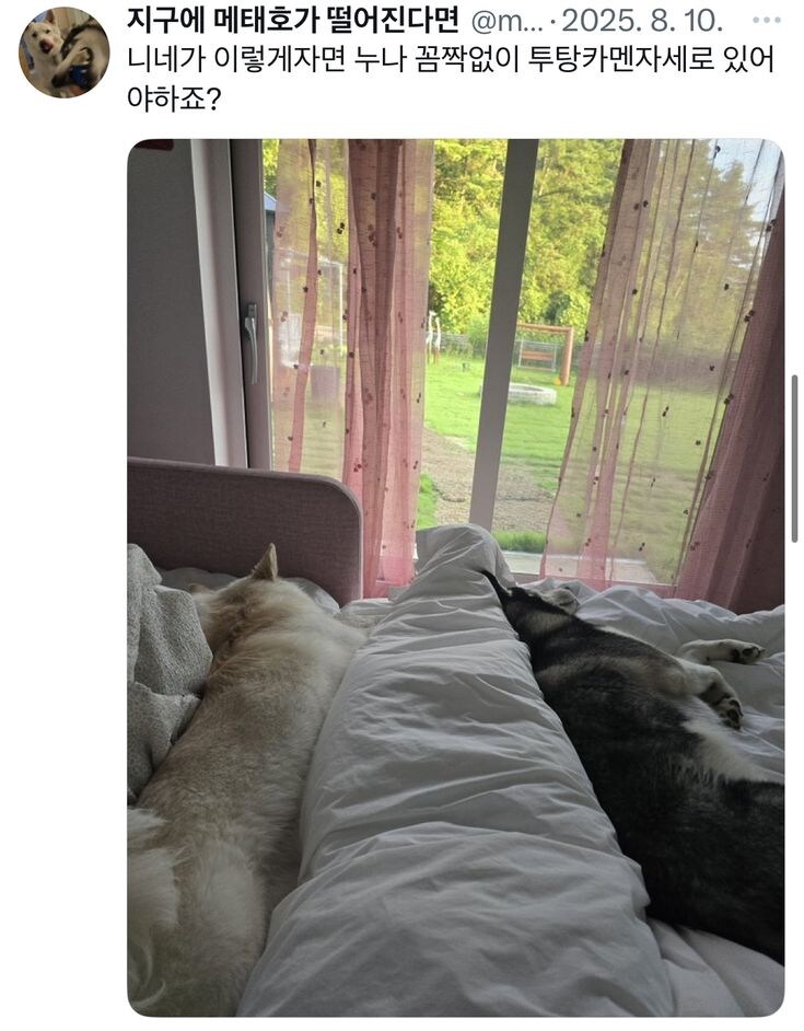 견주 입장에서 은근 호불호 갈린다는 개 행동.jpg_1.jpg