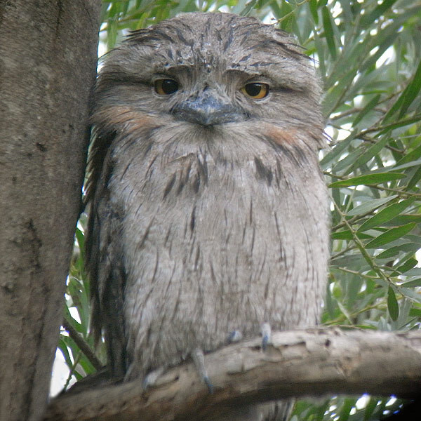 체인소맨) 요루의 본체_3.jpg