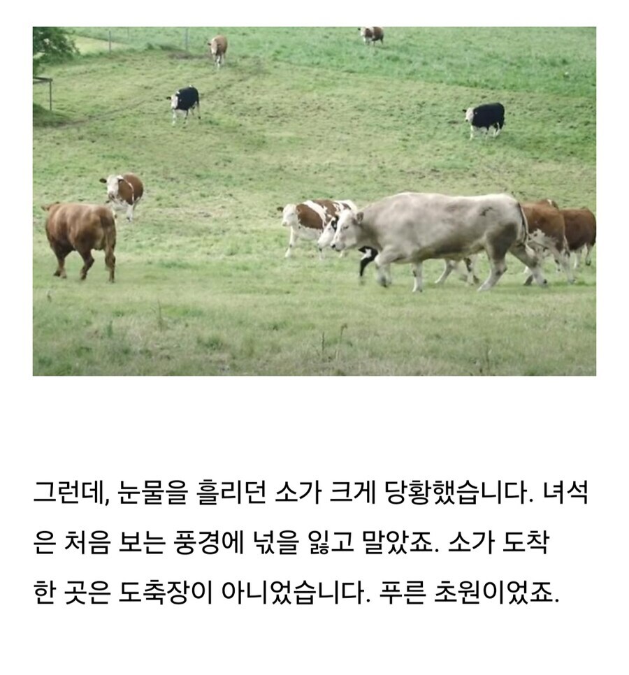 소는 도살장에 끌려가기전 자신의 죽음을 직감한다.jpg_8.jpg