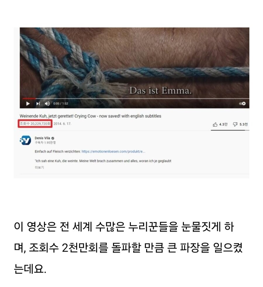 소는 도살장에 끌려가기전 자신의 죽음을 직감한다.jpg_12.jpg