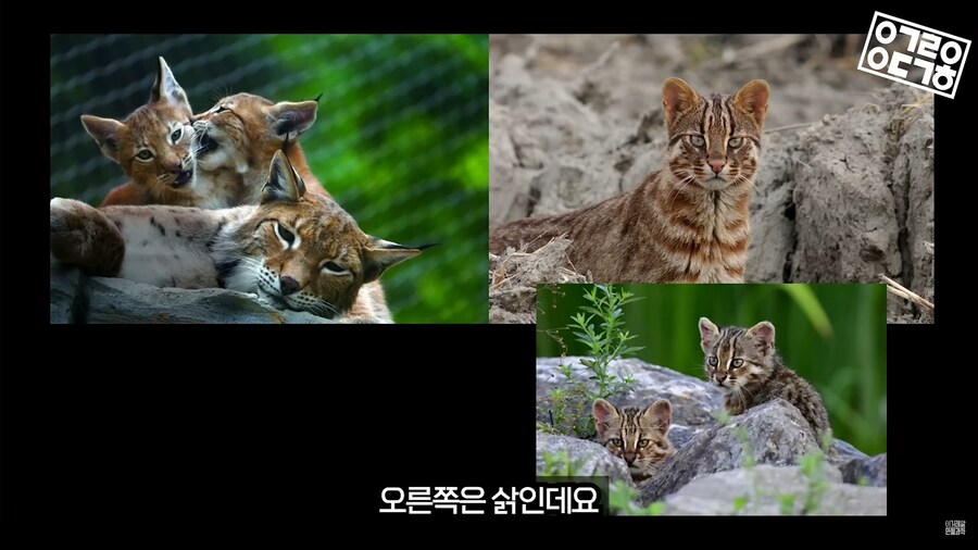 생명과학 교육의 문제_6.png