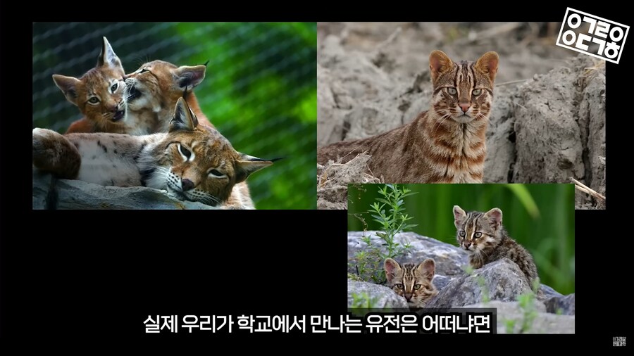 생명과학 교육의 문제_10.png