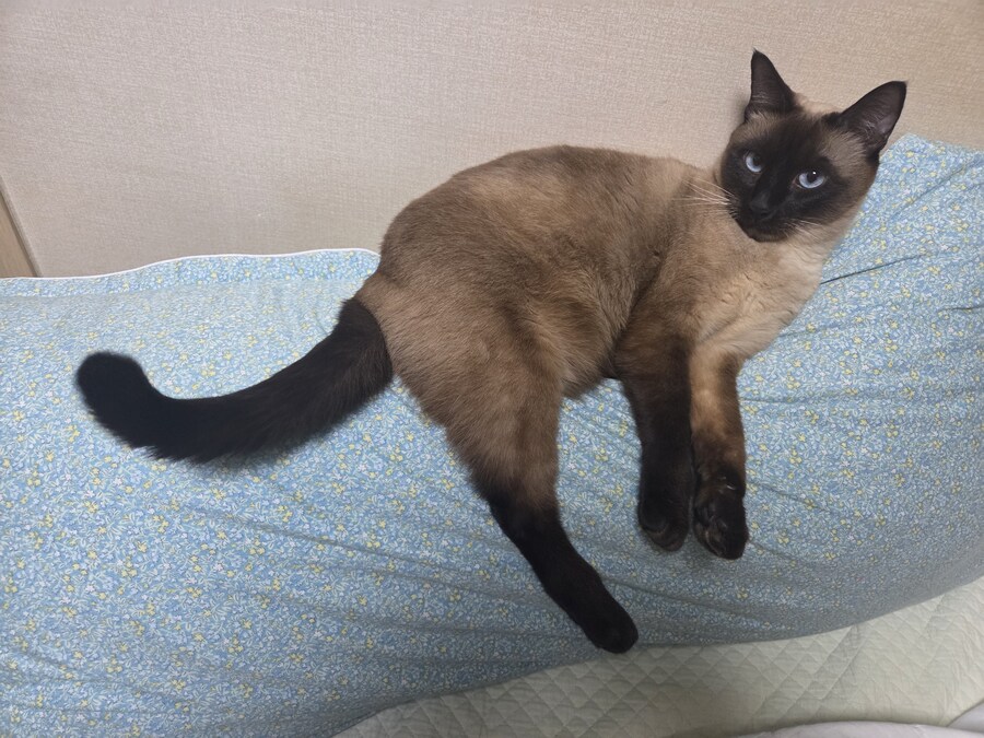 잘 생긴 것은 죄라고 하던데....진짜 죄 많은 놈이 내 옆에..._6.jpg