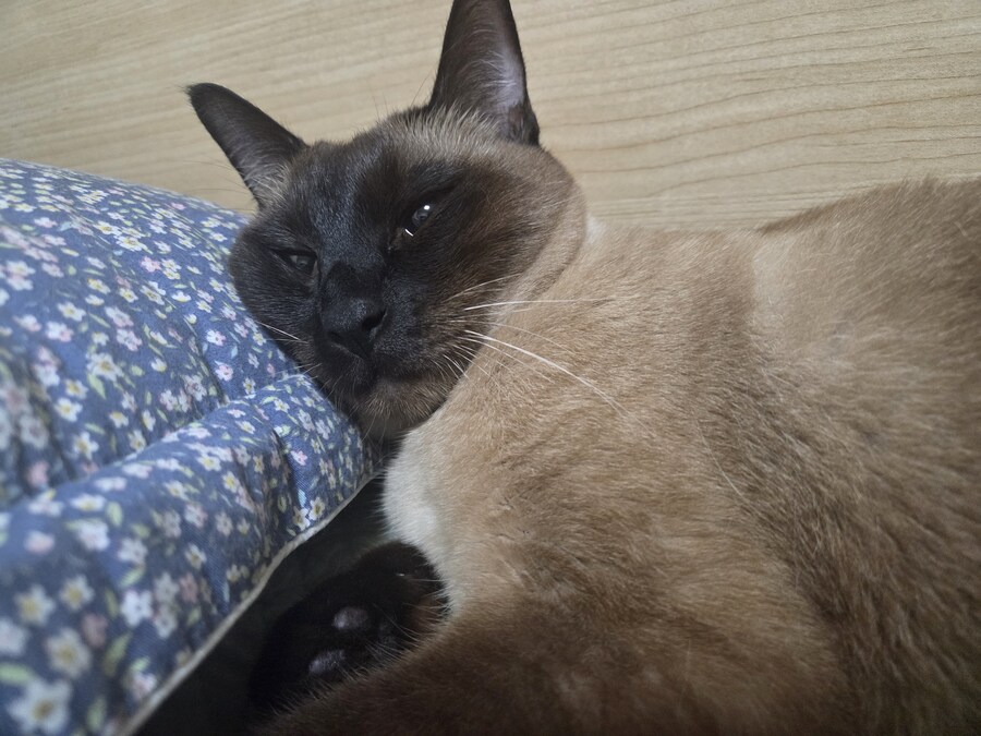 잘 생긴 것은 죄라고 하던데....진짜 죄 많은 놈이 내 옆에..._10.jpg