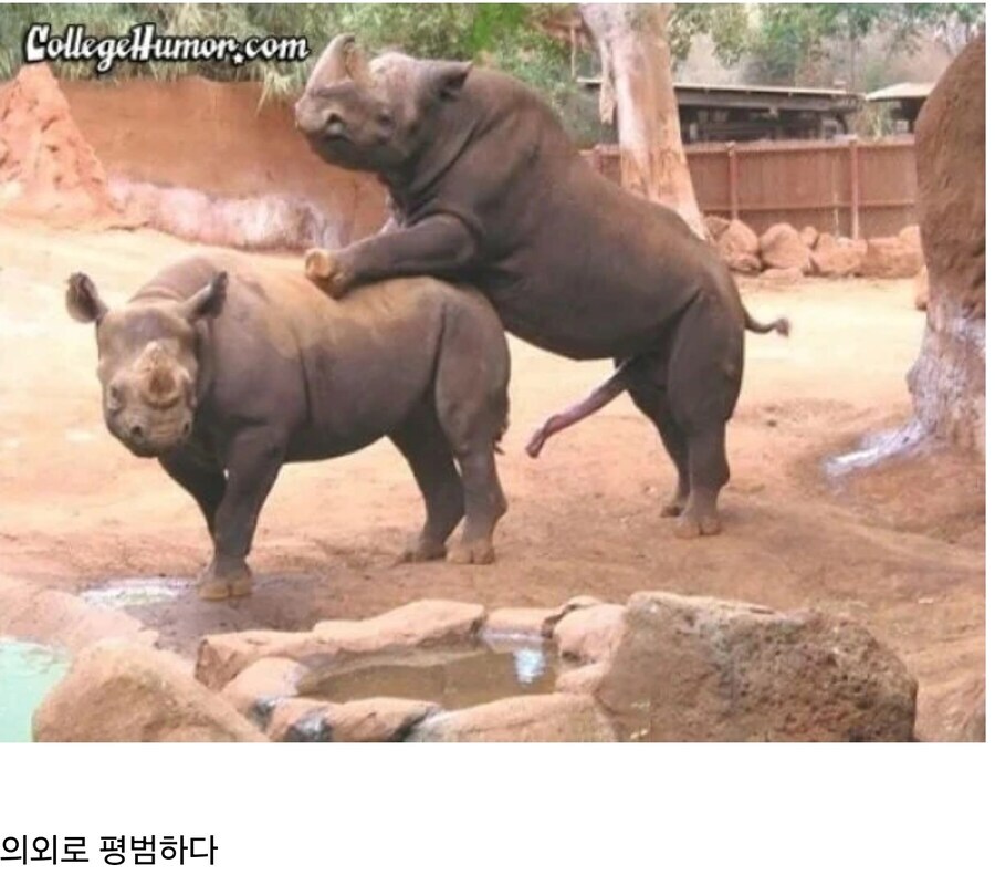 신기하게 생긴 코뿔소의 성기.jpg_1.jpg