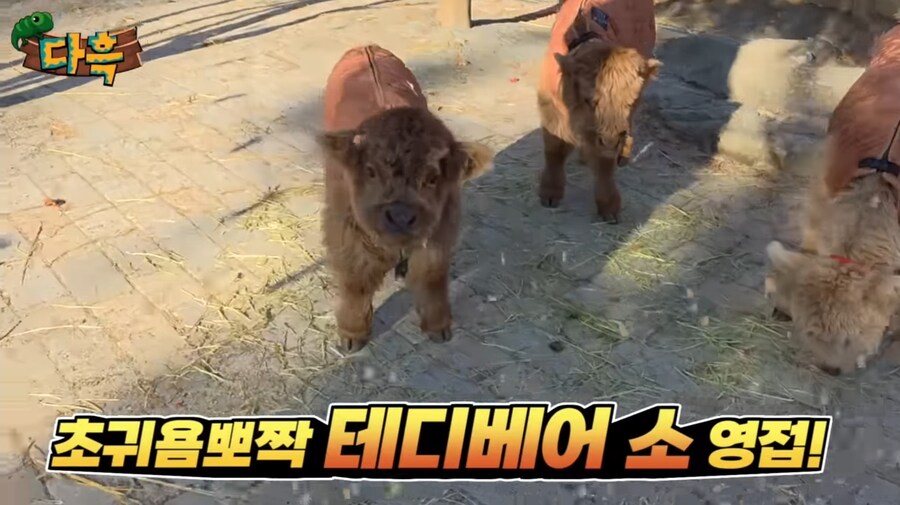 겁나 작은 송아지_1.jpg