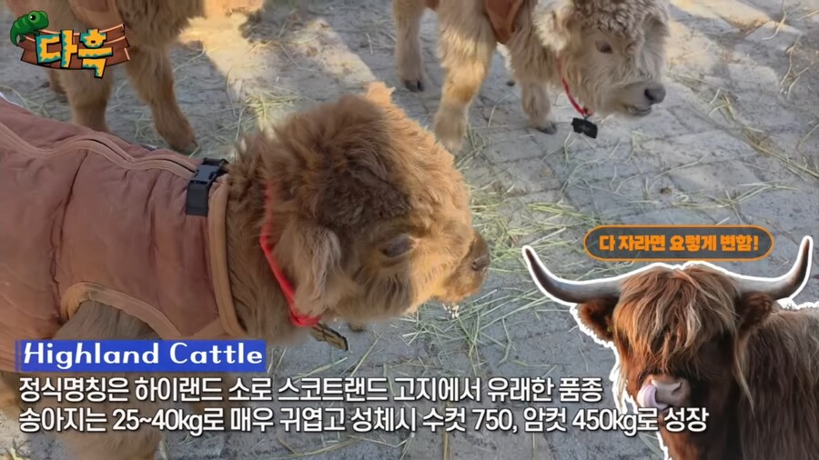 겁나 작은 송아지_2.jpg