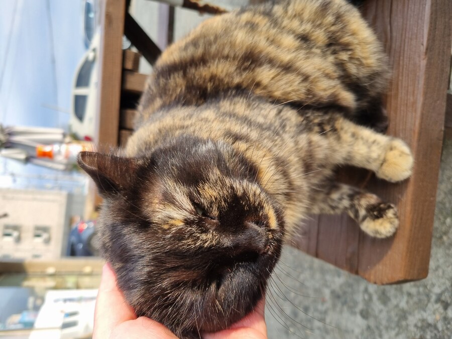 대장냥이가 콧물 흘려서 닦아줬어요_2.jpg