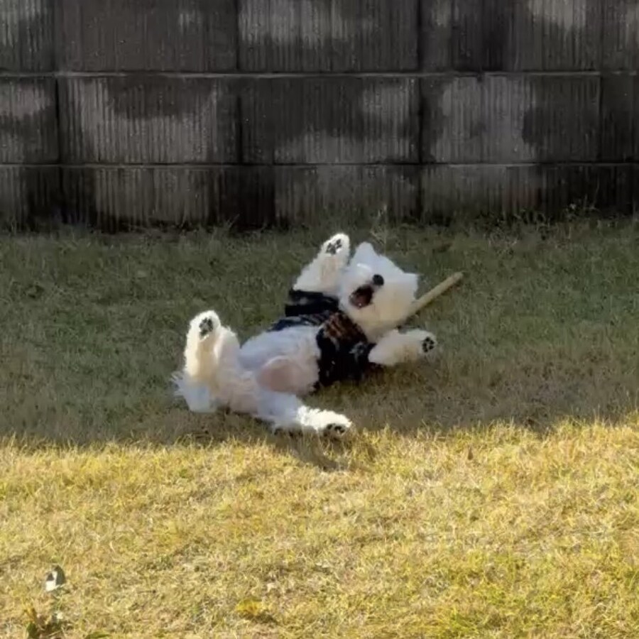 일본 트위터에서 유행한 강아지 사진 물타기_3.jpg