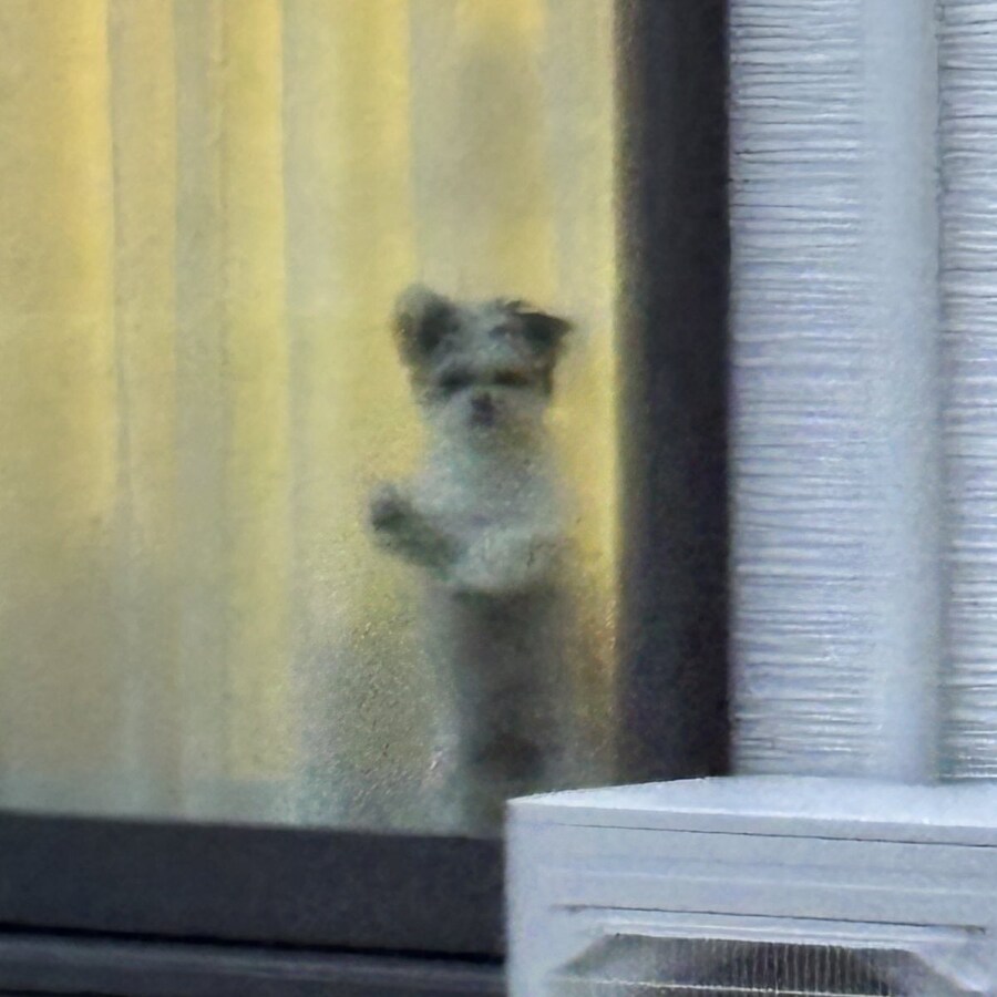 일본 트위터에서 유행한 강아지 사진 물타기_6.jpg