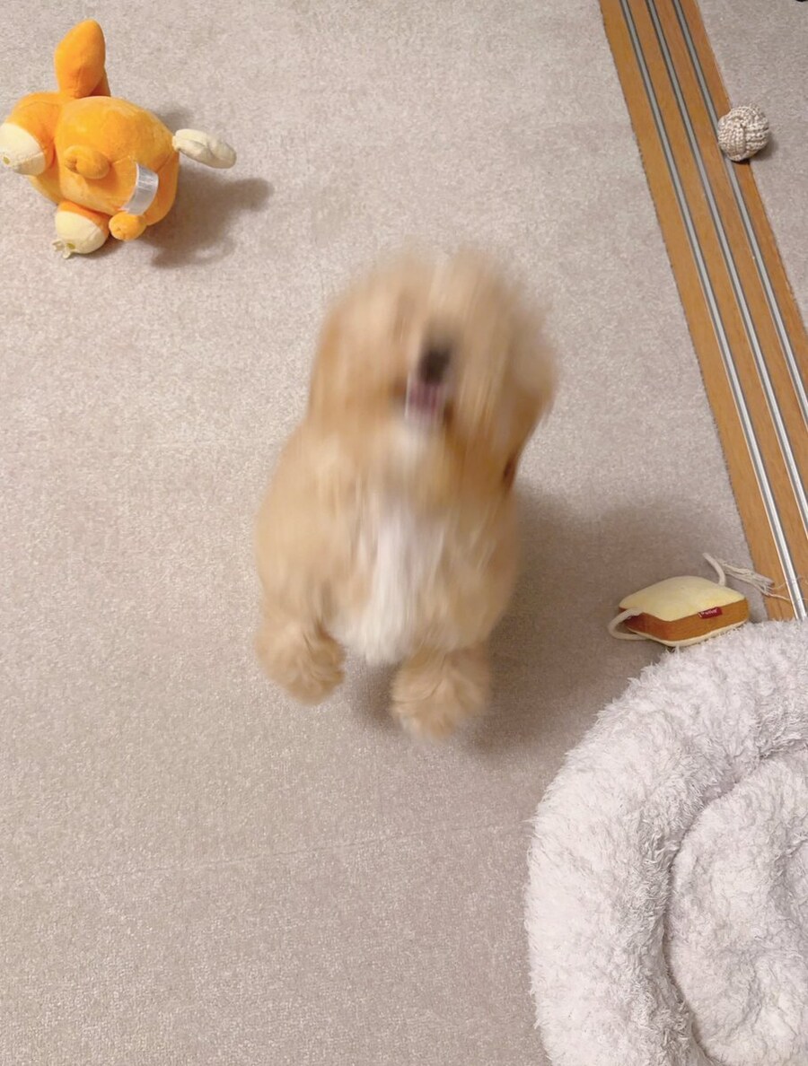 일본 트위터에서 유행한 강아지 사진 물타기_7.jpg