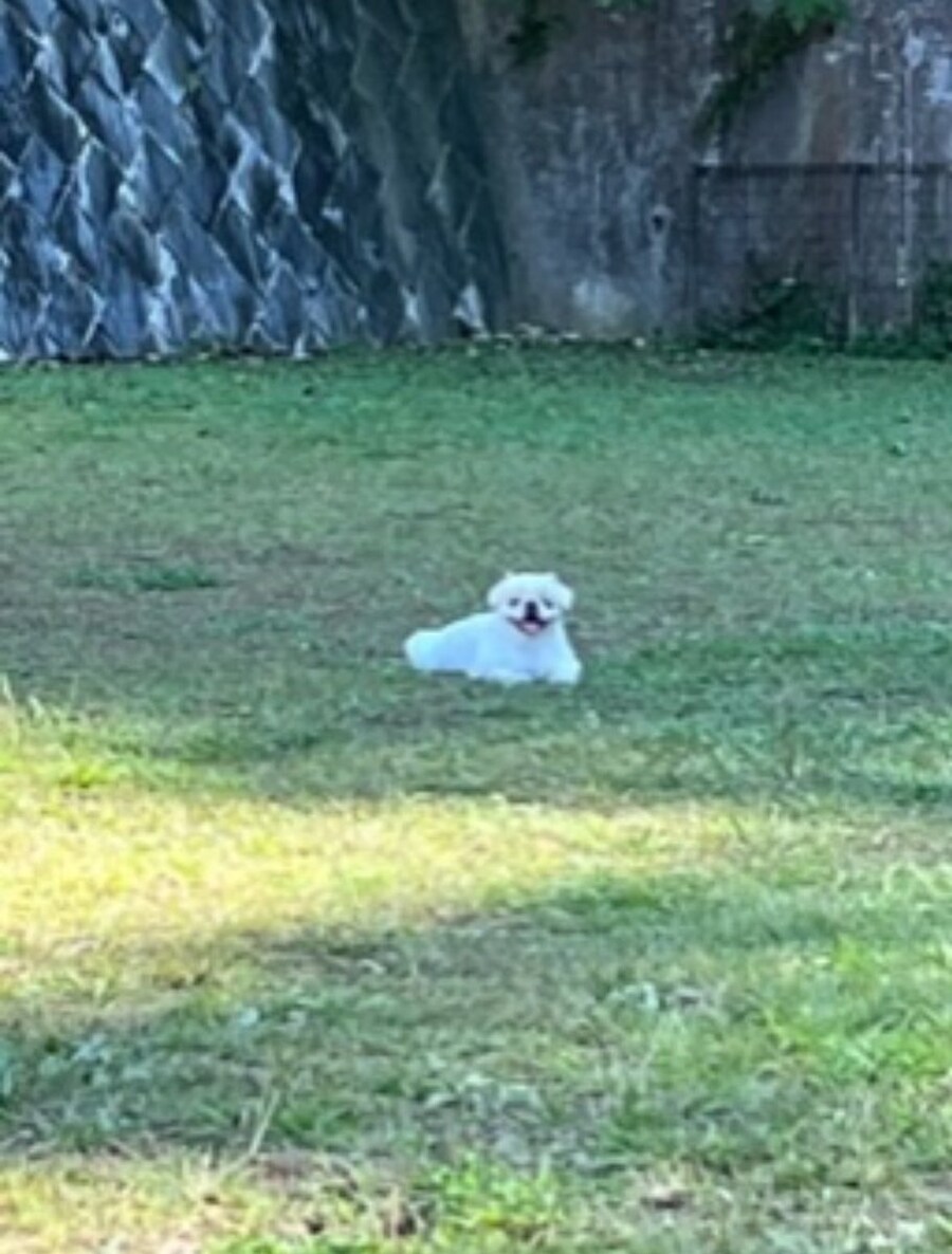 일본 트위터에서 유행한 강아지 사진 물타기_18.jpg