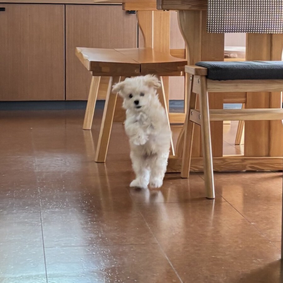 일본 트위터에서 유행한 강아지 사진 물타기_19.jpg