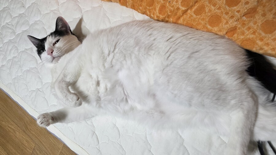 고양이가 배를 발라당 까고 있는건 신뢰하기 때문이라며_1.jpg