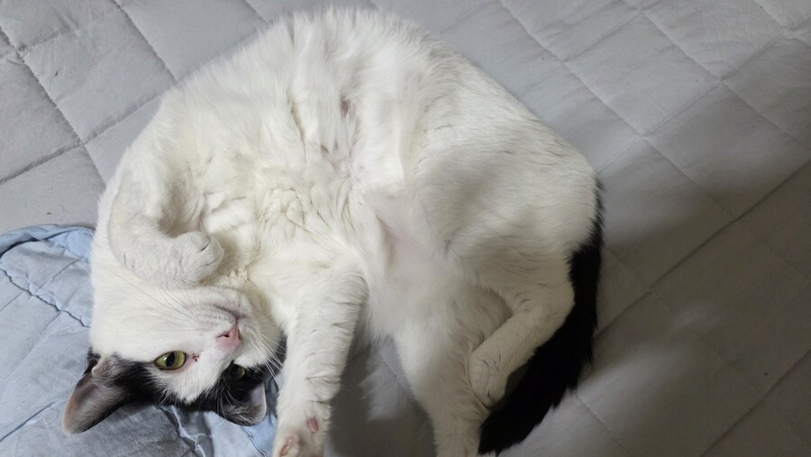 고양이가 배를 발라당 까고 있는건 신뢰하기 때문이라며_6.jpg