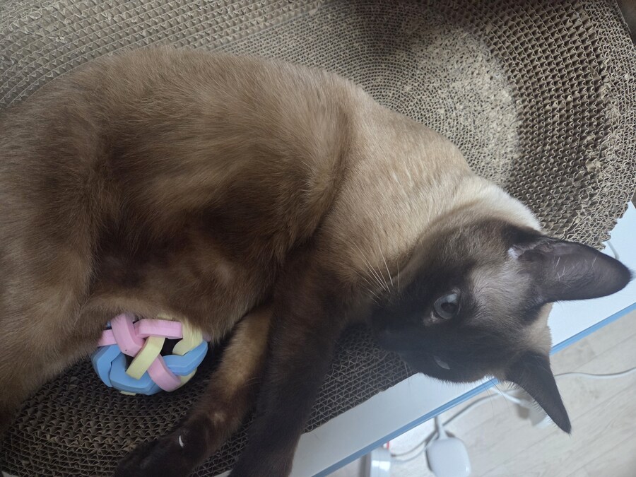 우리집 고양이 공 위치가 조금..._2.jpg