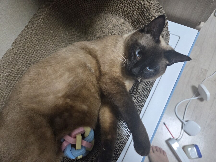 우리집 고양이 공 위치가 조금..._4.jpg