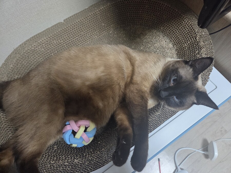 우리집 고양이 공 위치가 조금..._5.jpg