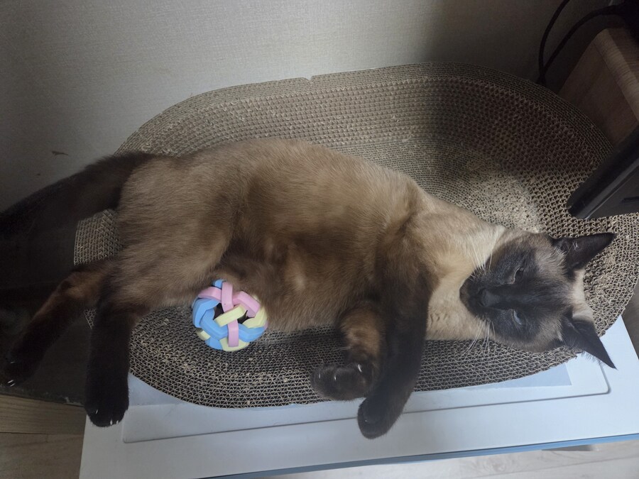 우리집 고양이 공 위치가 조금..._7.jpg