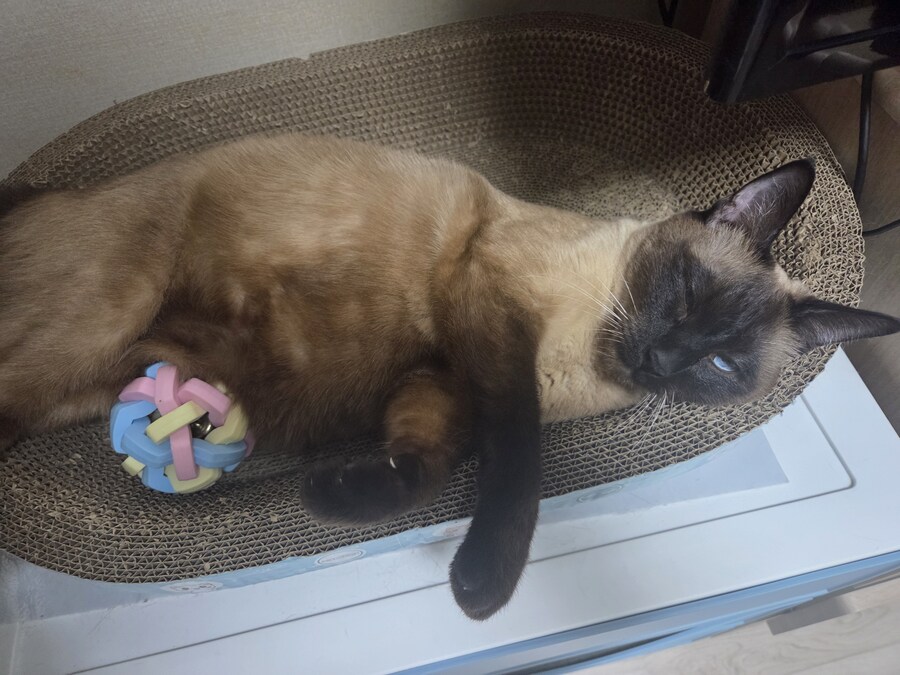 우리집 고양이 공 위치가 조금..._8.jpg