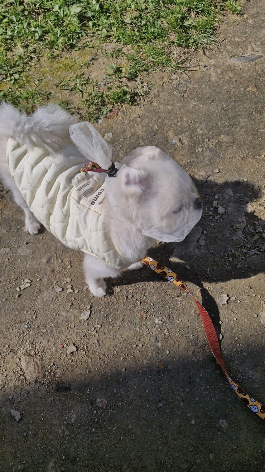 길에서 아무거나 주워먹는 강아지를 위한 대책_2.jpg