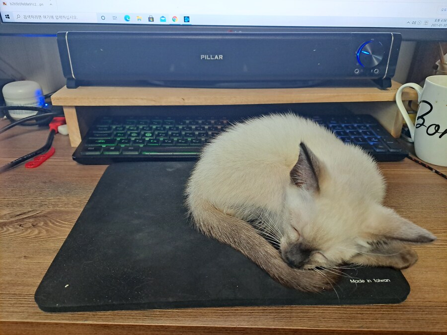 우리집 고양이 Before & After 올려봅니다!!!_3.jpg