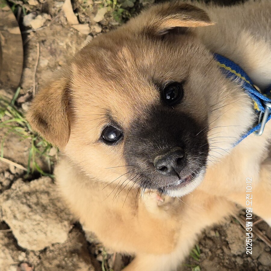 원조 오리지날 리얼 똥개_1.jpg