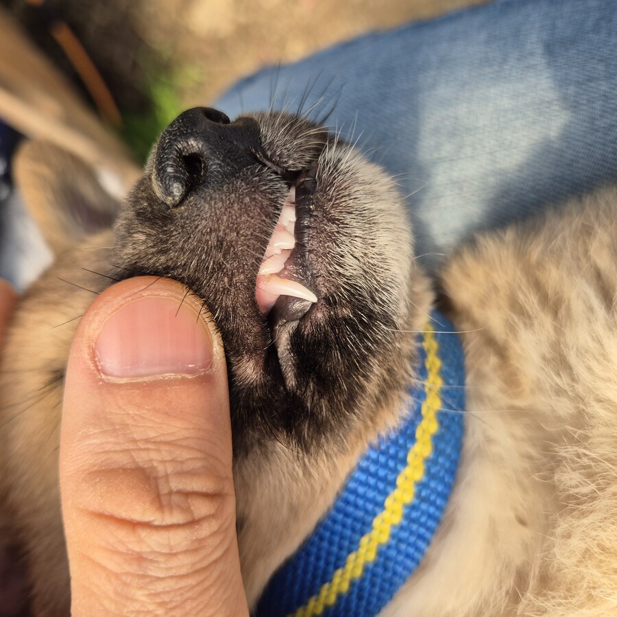 원조 오리지날 리얼 똥개_5.jpg