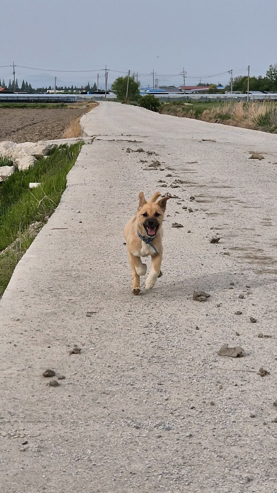 원조 오리지날 리얼 똥개_40.png