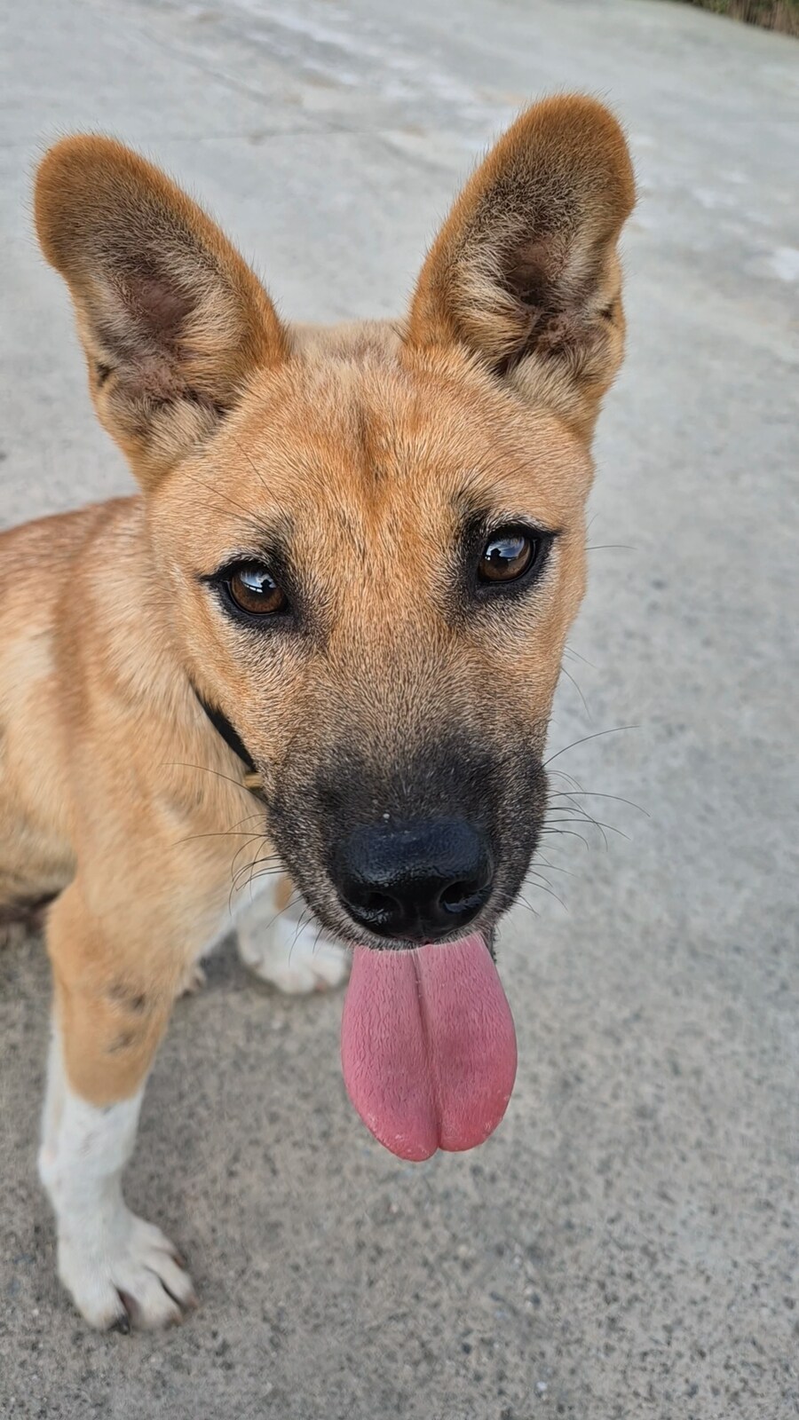 원조 오리지날 리얼 똥개_41.png